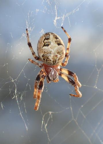 Larinioides cornutus